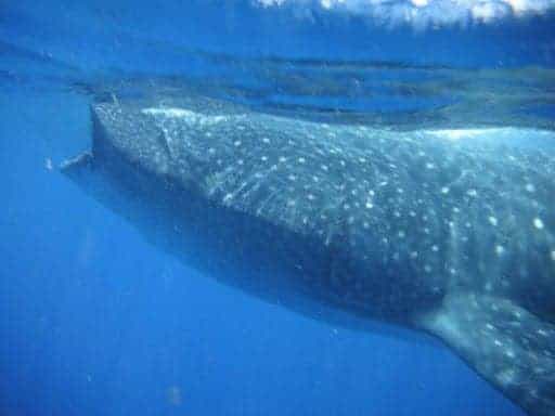 Dudefluencer: The Whale Shark
