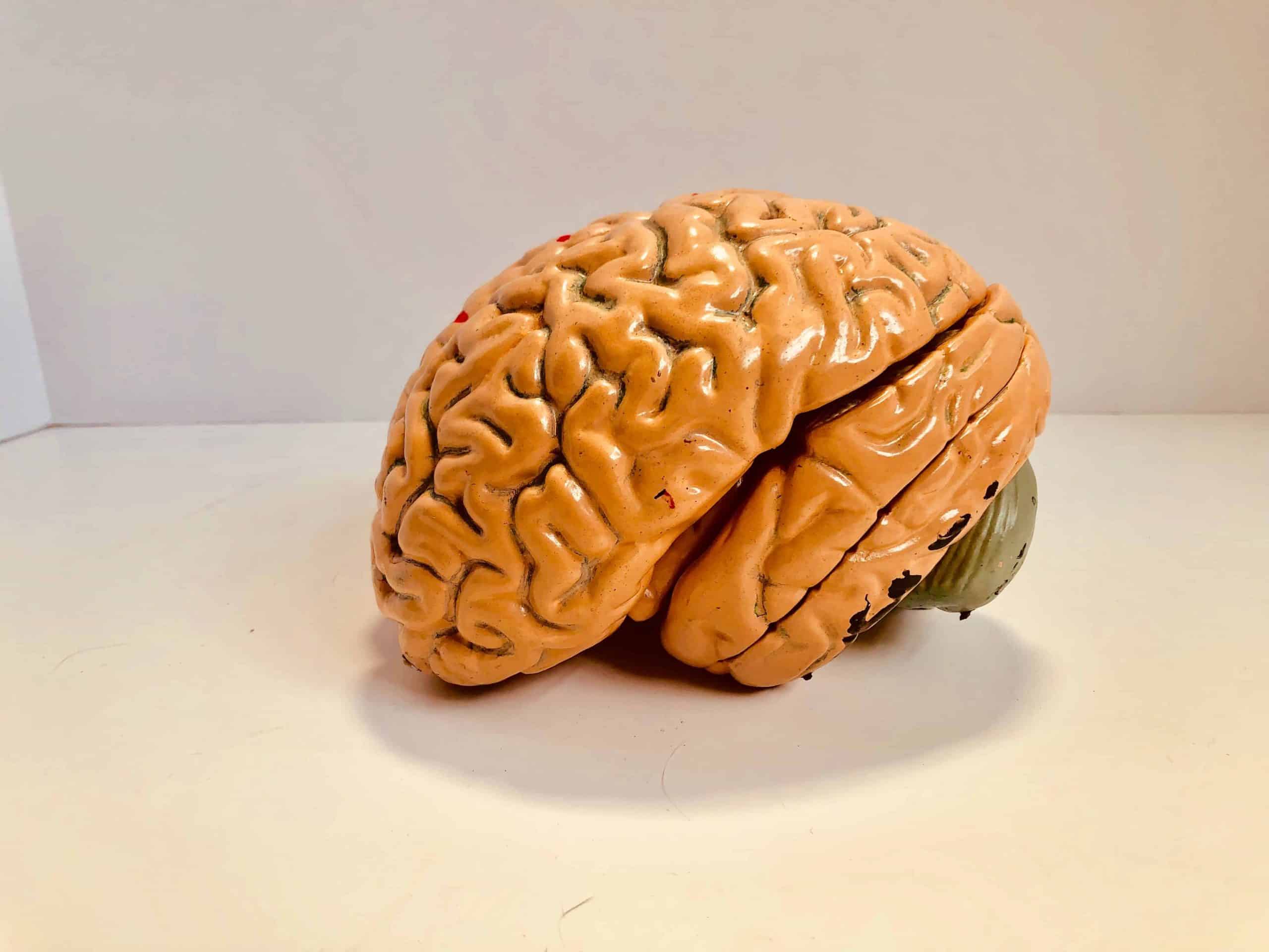 Dudefluencer: Brain